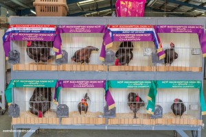 ROCKHAMPTON AGRICULTURAL SHOW