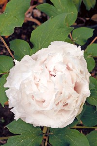 peony-flower