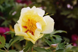peony-flower