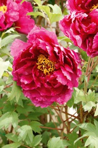 peony-flower