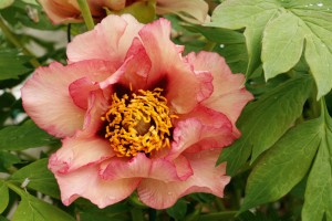 peony-flower