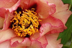 peony-flower