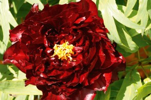peony-flower