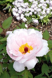 peony-flower