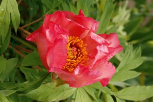 peony-flower