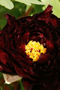 peony-flower