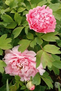 peony-flower