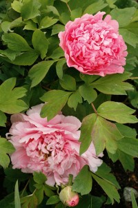 peony-flower