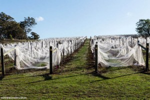 Heathcote 12