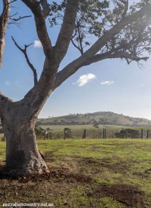 Heathcote 8