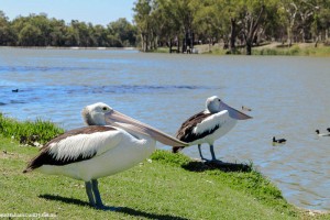 Mildura 9