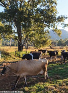 QLD AGRITOURISM 1