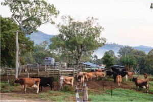 QLD AGRITOURISM 12