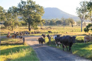 QLD AGRITOURISM 9