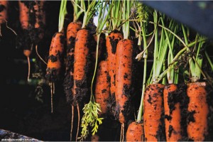 ORGANIC FARMING