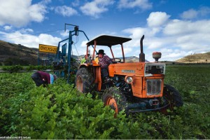 ORGANIC FARMING