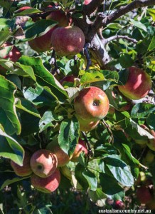 HILLBILLIES-CIDER