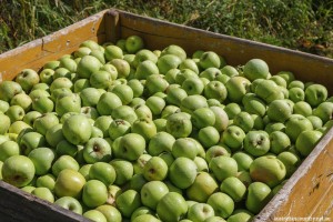 HILLBILLIES-CIDER