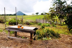 A NEW CREATIVE FOCUS ON GARDENING 5