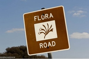 CHASING FLOWERS IN AUSTRALIA 10