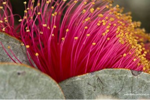 CHASING FLOWERS IN AUSTRALIA 11