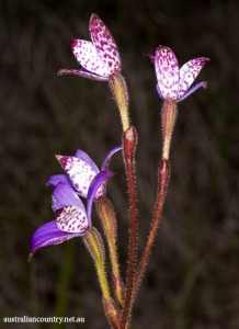 CHASING FLOWERS IN AUSTRALIA 12