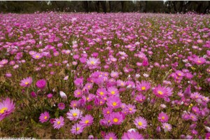 CHASING FLOWERS IN AUSTRALIA 2