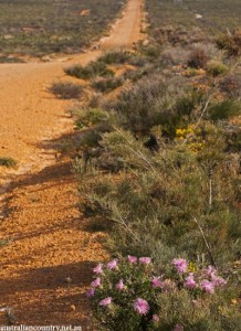 CHASING FLOWERS IN AUSTRALIA 3