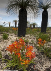 CHASING FLOWERS IN AUSTRALIA 5