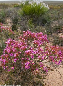 CHASING FLOWERS IN AUSTRALIA 6