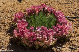 CHASING FLOWERS IN AUSTRALIA 9