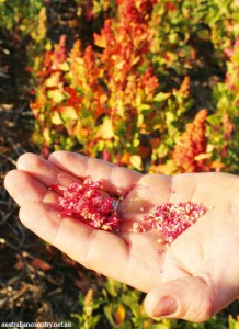 Quinoa-farmers