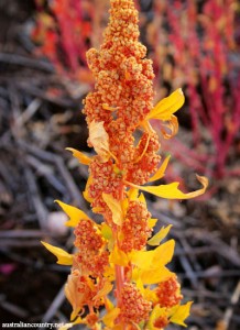 Quinoa-farmers