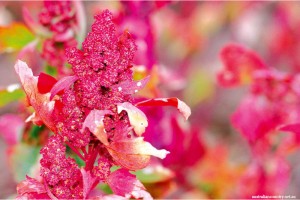 Quinoa-farmers