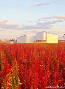 Quinoa-farmers