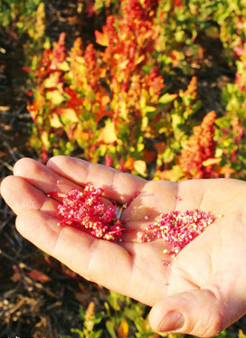 quinoa