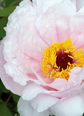 peony flower