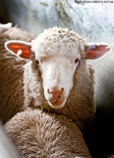 A-SHEEP-FARM-IN-MONARO-HIGH-COUNTRY