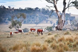 A-SHEEP-FARM-IN-MONARO-HIGH-COUNTRY