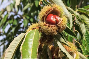 A-CHESTNUT-TREE-CHANGE