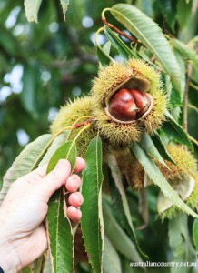 A-CHESTNUT-TREE-CHANGE