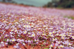 WESTERN-AUSTRALIA-WOOLEEN-STATION