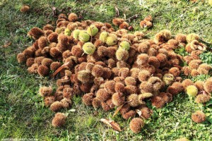 A-CHESTNUT-TREE-CHANGE