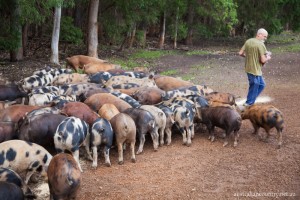 PARADISE FOR PIGS