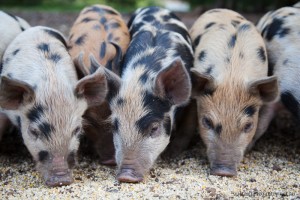 PARADISE FOR PIGS