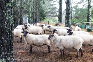 The Kitchen Gardener At Fox Hill Farm
