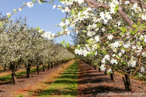 A Plum Role