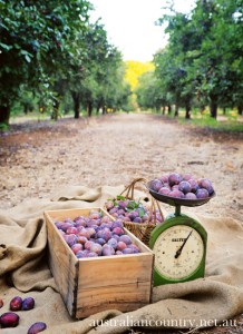 A Plum Role