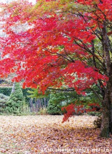 Gardening Coat of Colours