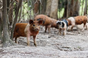 Pigs in Mud